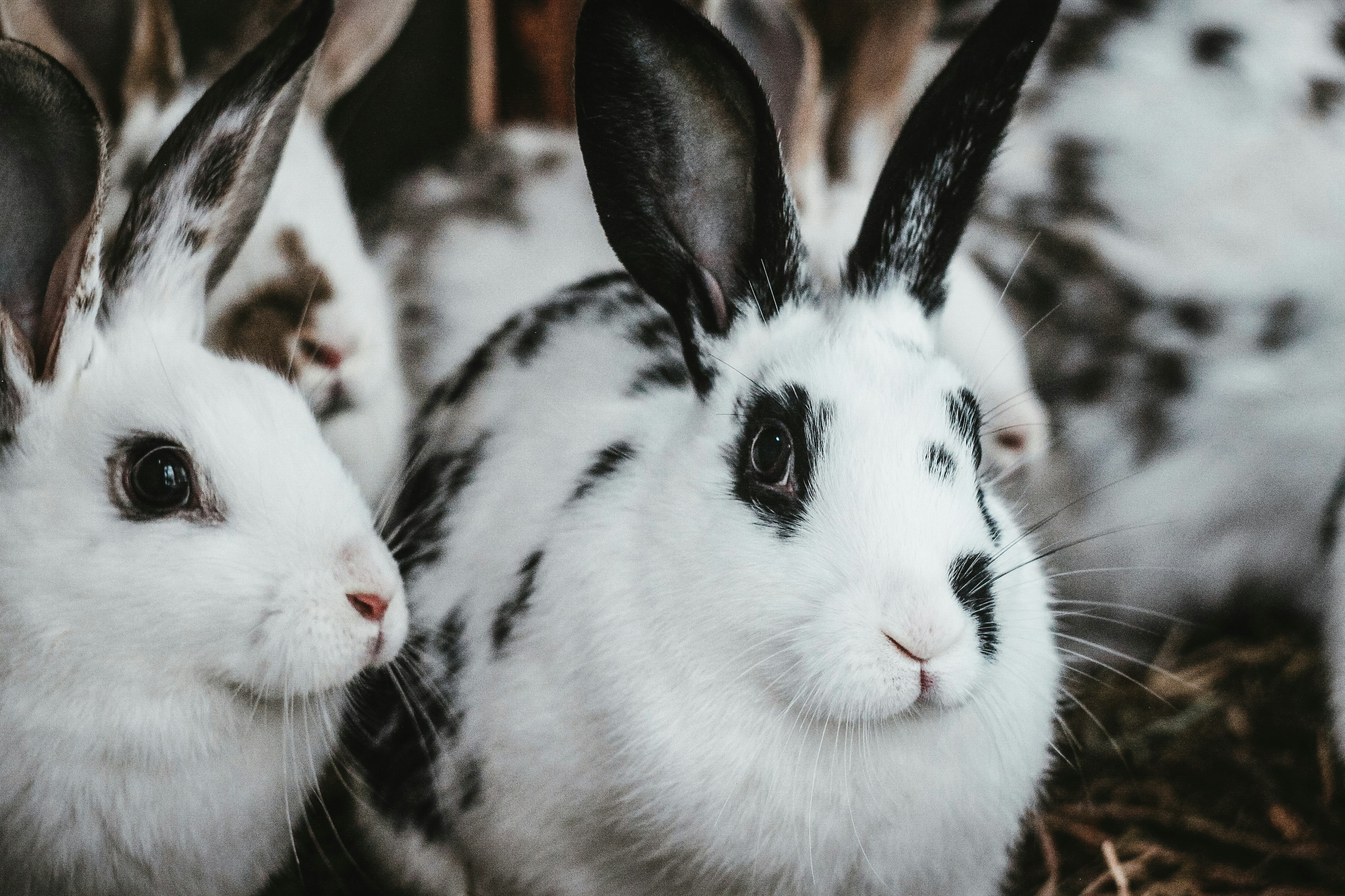 white and black rabbit in close up photography